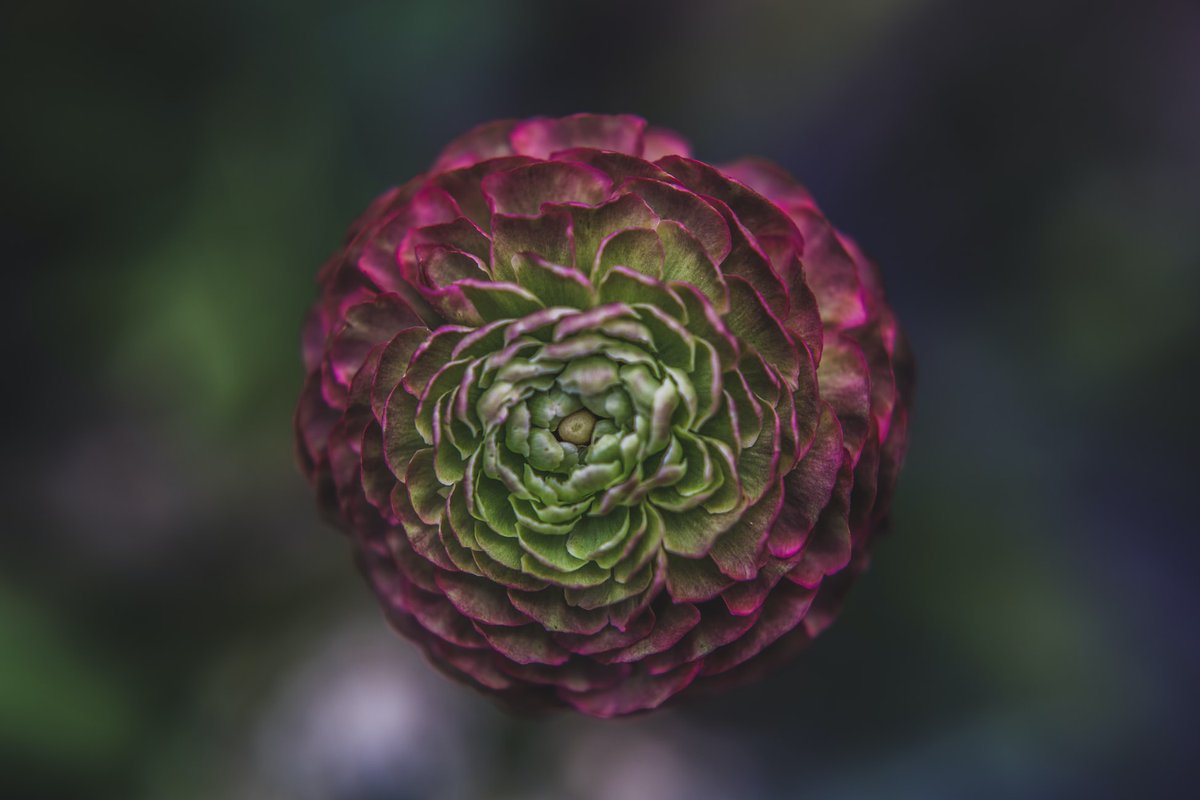 BotanicalsDaily tweet picture
