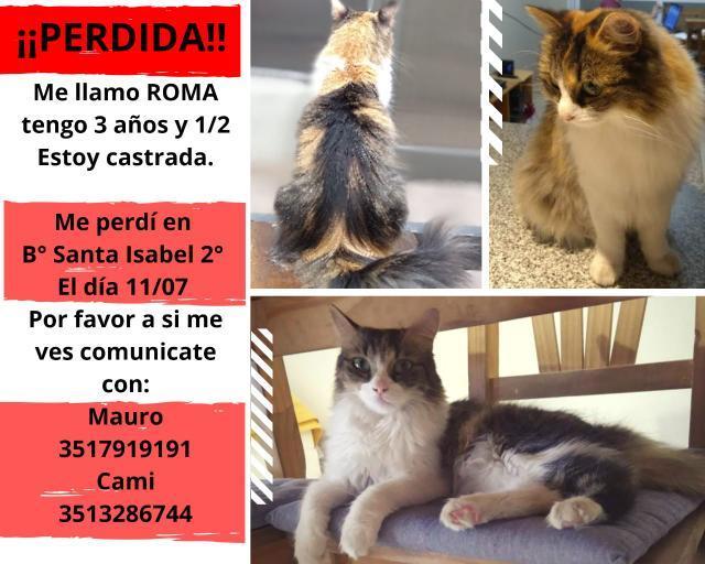 Hola, les cuento que esta gatita esta perdida...si la ves avisa y si podes retenerla mejor! Se agradece difusión 
#BuenDomingo