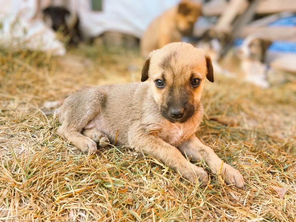 Sizi  H E R K Ü L  ile tanıştırmak istiyorum. Kendisi yeni dostum olur ama Herkül kardeşlerinden biraz farklı kendisi prematüre. Neyse çok uzatamıyorum burada artık Herkül benimle.. 💗💗💗