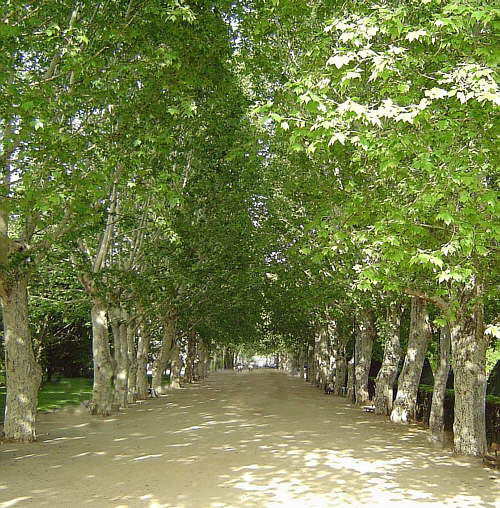 Com cada diumenge, En Lluís Marià ha sortit a comprar el diari. Tot passejant, ha passat per aquell parc on hi floreixen magnòlies i plataners i on a vegades s’hi asseu a llegir mentre sent piular els ocells.