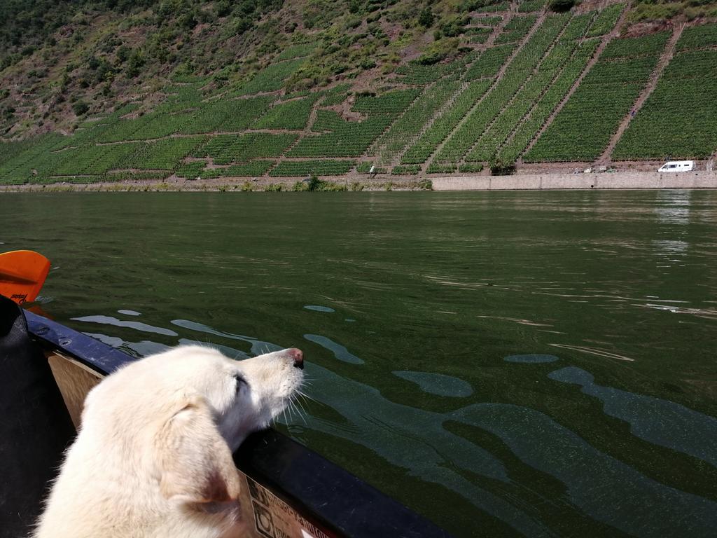 Nancy Hölterhof tweet media