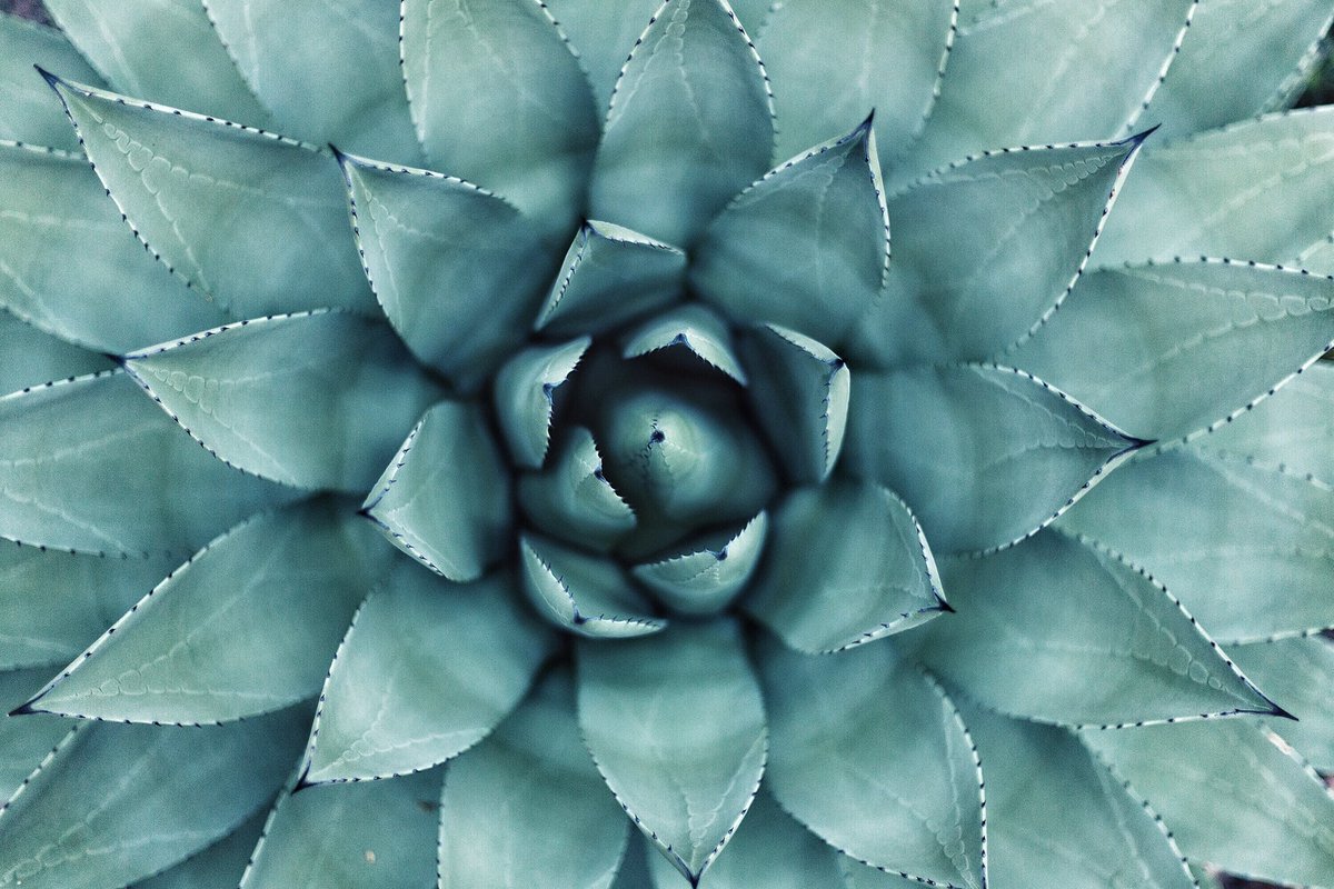 BotanicalsDaily tweet picture
