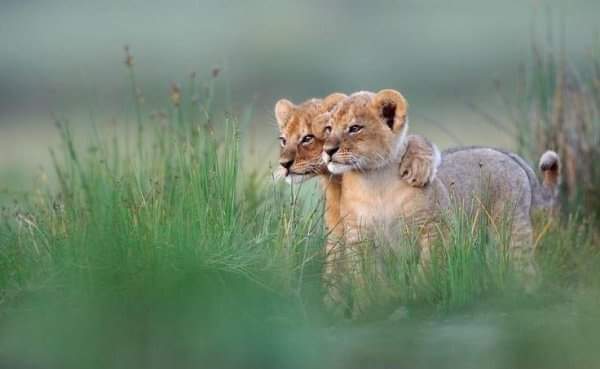 ये दोसती !!
हम नहीं तोडेंगे 🦁♥️🦁
#SundayEvening #GirNationalPark