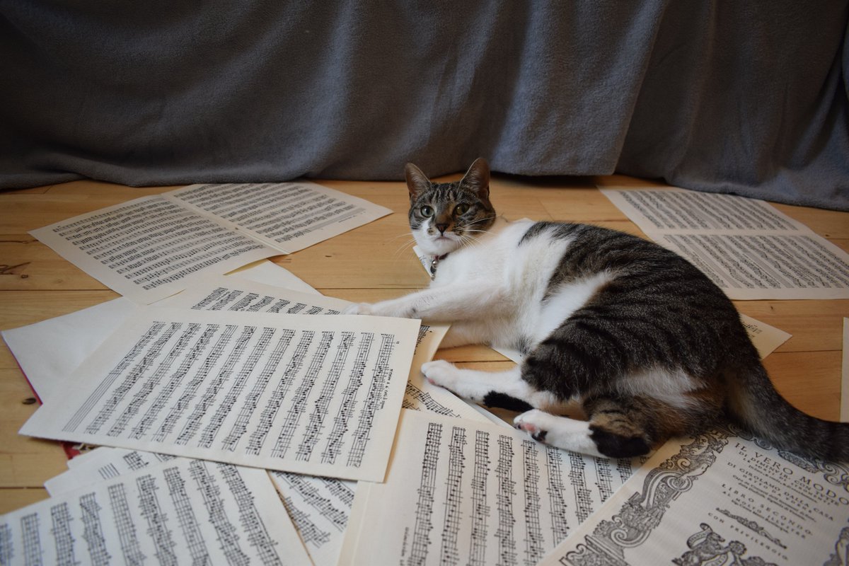 Cat on the Keys Music tweet media