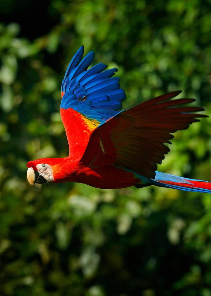 HardiWibo's tweet photo. Scarlet Macaw (Ara macao)
One of the most intelligent birds in nature
Scarlet macaws can fly up to 35 mph and live for about 50 years in the wild.

#bird #birds #ScarletMacaw #AraMacao #Parrots https://t.co/GuMA0zVPpN