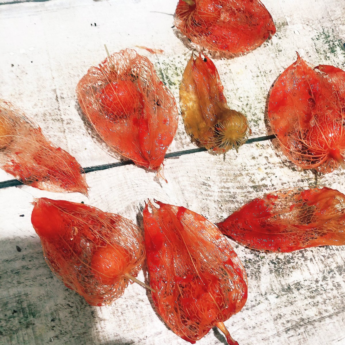 O Xrhsths 空花 くうか 9月はポルノさんお祝いもーど ﾌﾚｰﾌﾚｰ Sto Twitter 透かしほおずきチャレンジ Day 6 6日目 8 ノ なかなか中身 見えてまいりましたね 柿に似ていると思って柿の絵文字探したけれどなかった