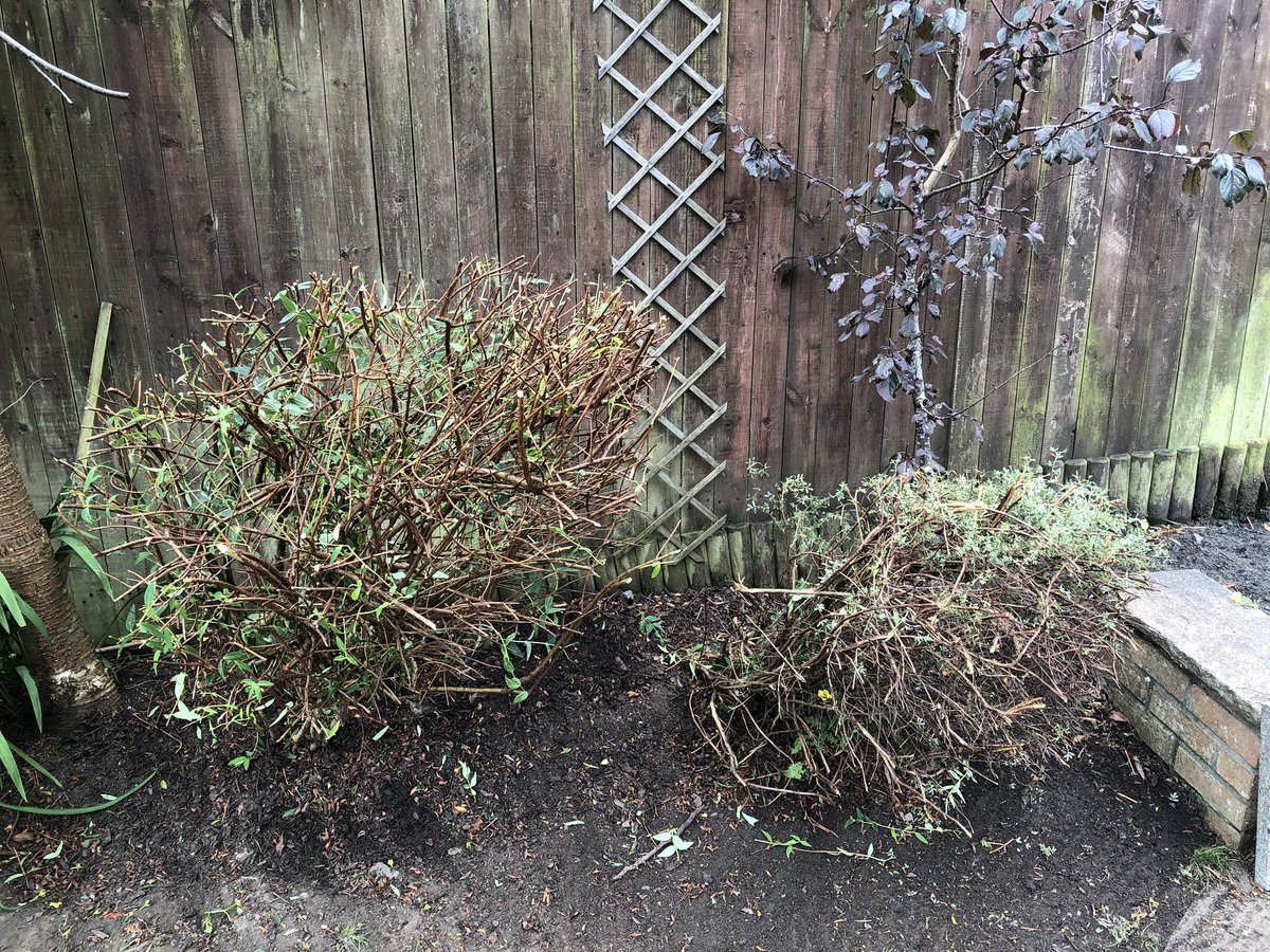 Proving once again to my nearest and dearest that it really is better if they let me go out on my bike. #sureitwasaweed #whatflowers