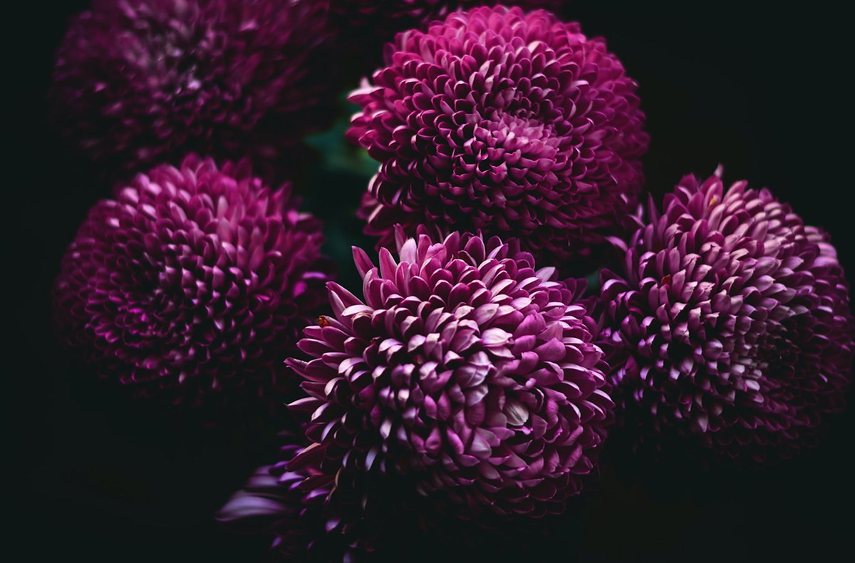 BotanicalsDaily tweet picture
