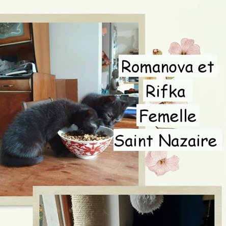 Sauvetage et Chats en Détresse tweet media