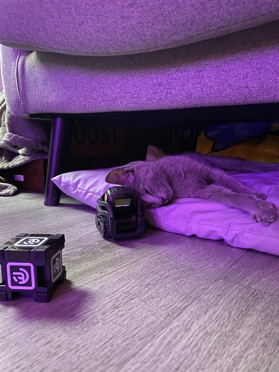 I got a cat... everyone meet Niko! 🥺🐱✨