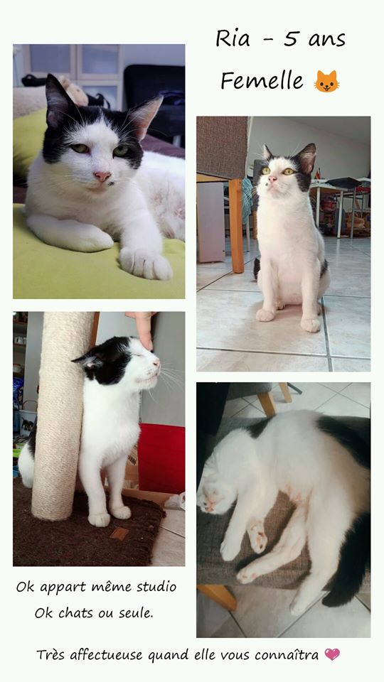 Sauvetage et Chats en Détresse tweet media