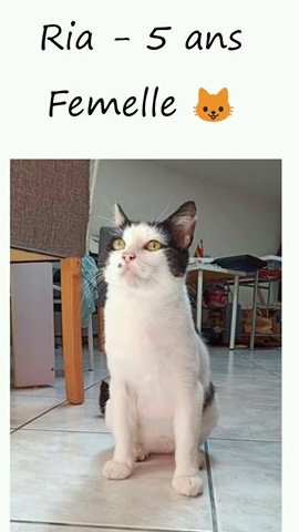 Sauvetage et Chats en Détresse tweet media