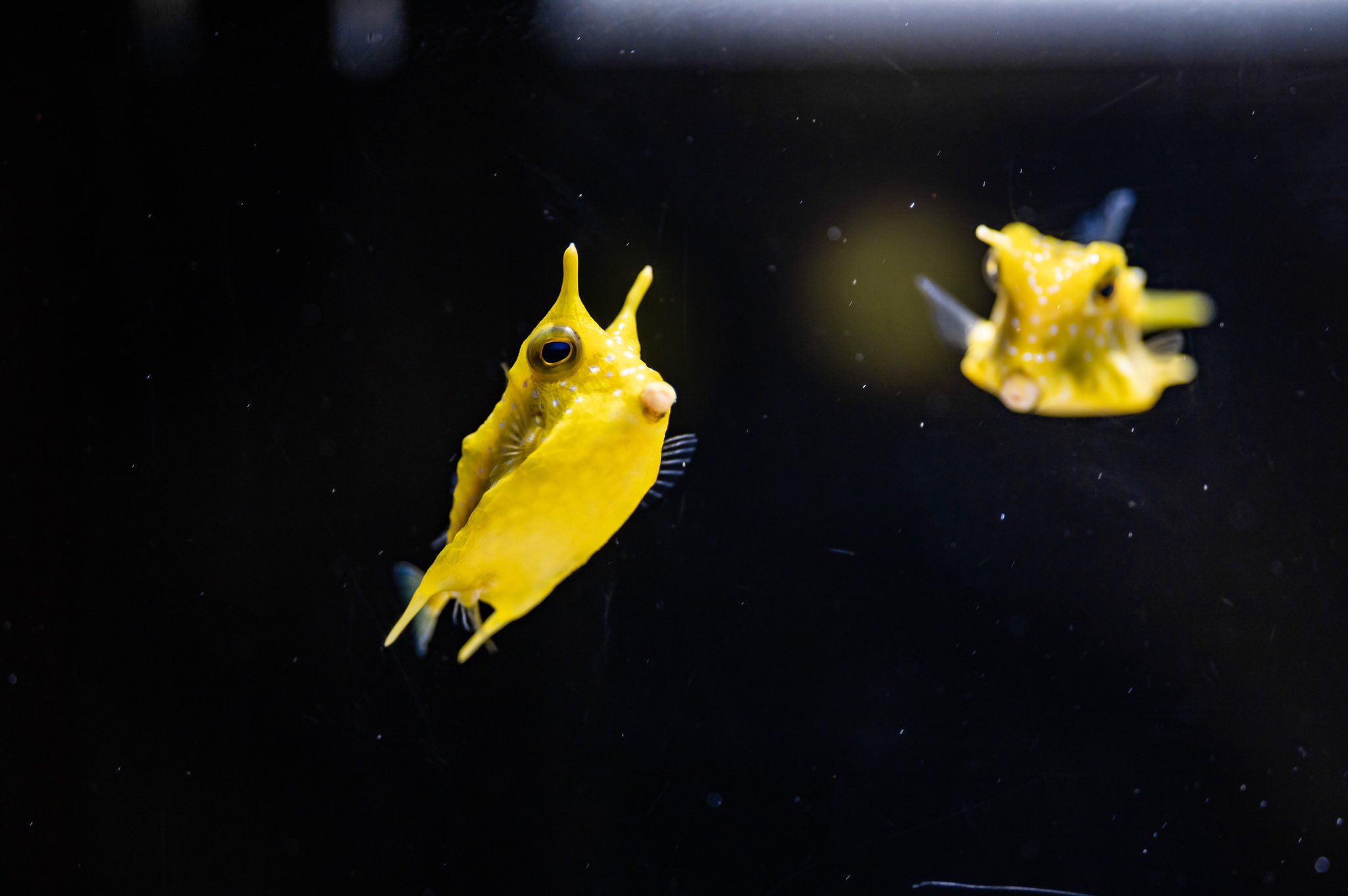 あき Pa Twitter ヨコハマおもしろ水族館 コンゴウフグの赤ちゃんが見れたので良かった T Co 9h6252hlcy Twitter