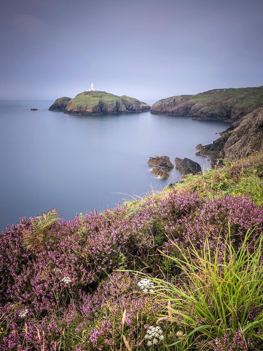 Heather in full bloom at Strumble Head