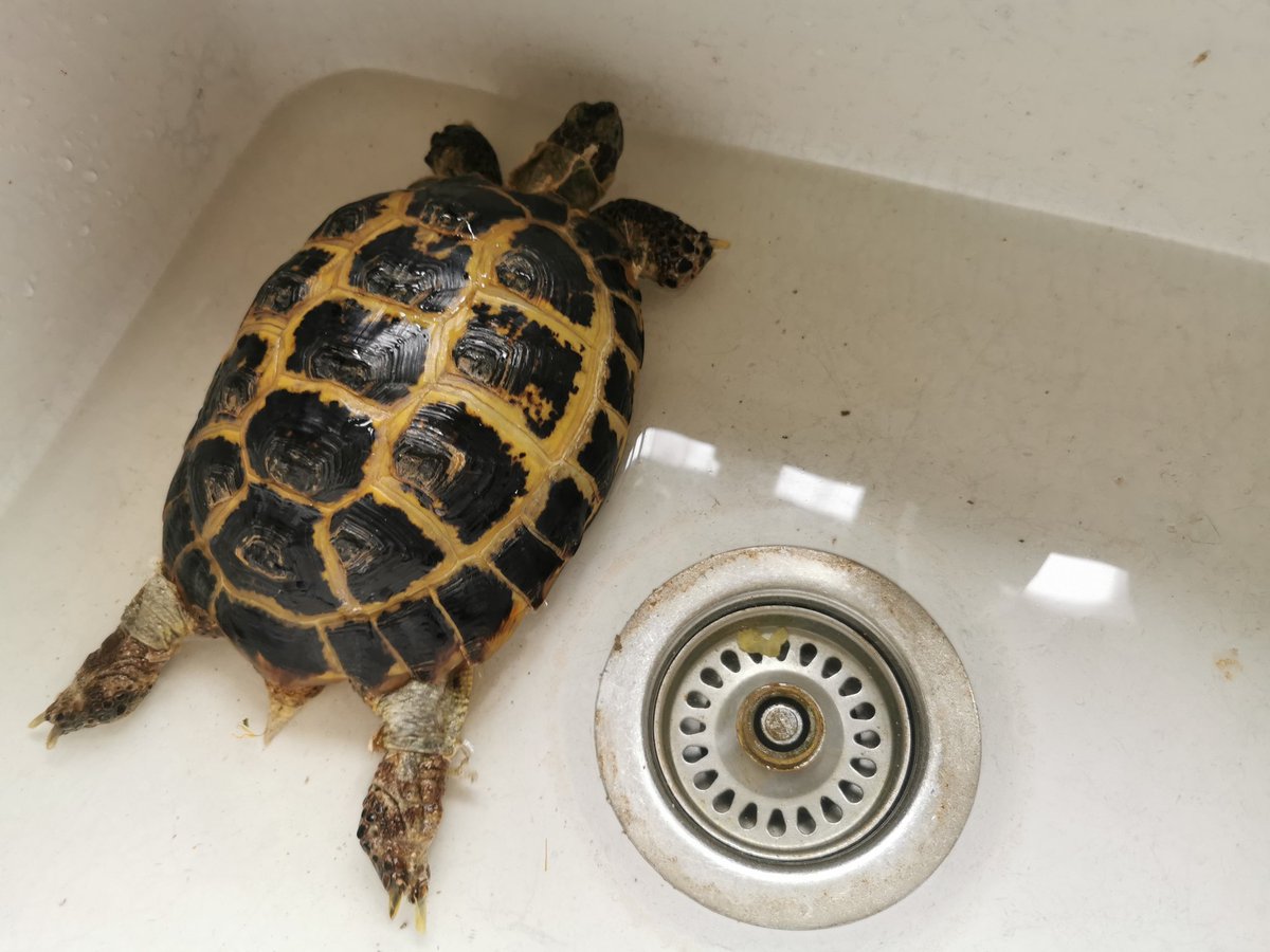 PenPendragon's tweet photo. Godfrieda wants a request too whilst she's having a bath 😅😅😅😅😅😅😅😅😅😅😅😅😅😅
#magpiemike @BBC6Music @amylame https://t.co/xXtRHyL3Np