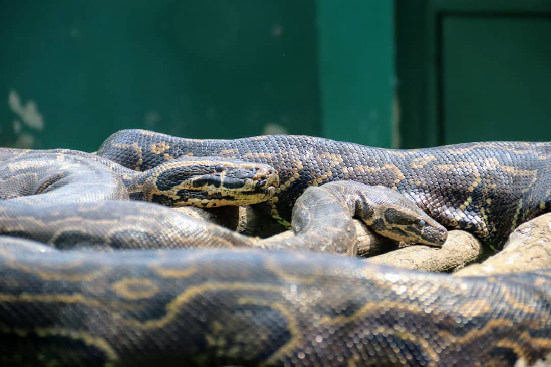 Ras Lone Walker𓉡𓁥 🇺🇬 ⭐ tweet media