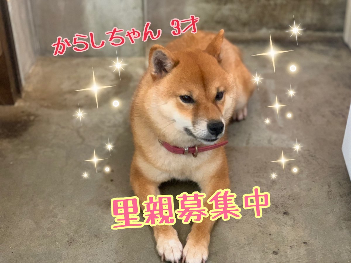 神戸市北区保護っ子ふれあいカフェmokoん家 からしちゃん 3才 豆柴犬 繁殖に向いてないとの事でレスキュー 明るい元気いっぱいの女の子です 保護っ子ふれあいカフェmokoん家 里親募集中 里親募集 豆柴犬 柴犬 神戸市北区