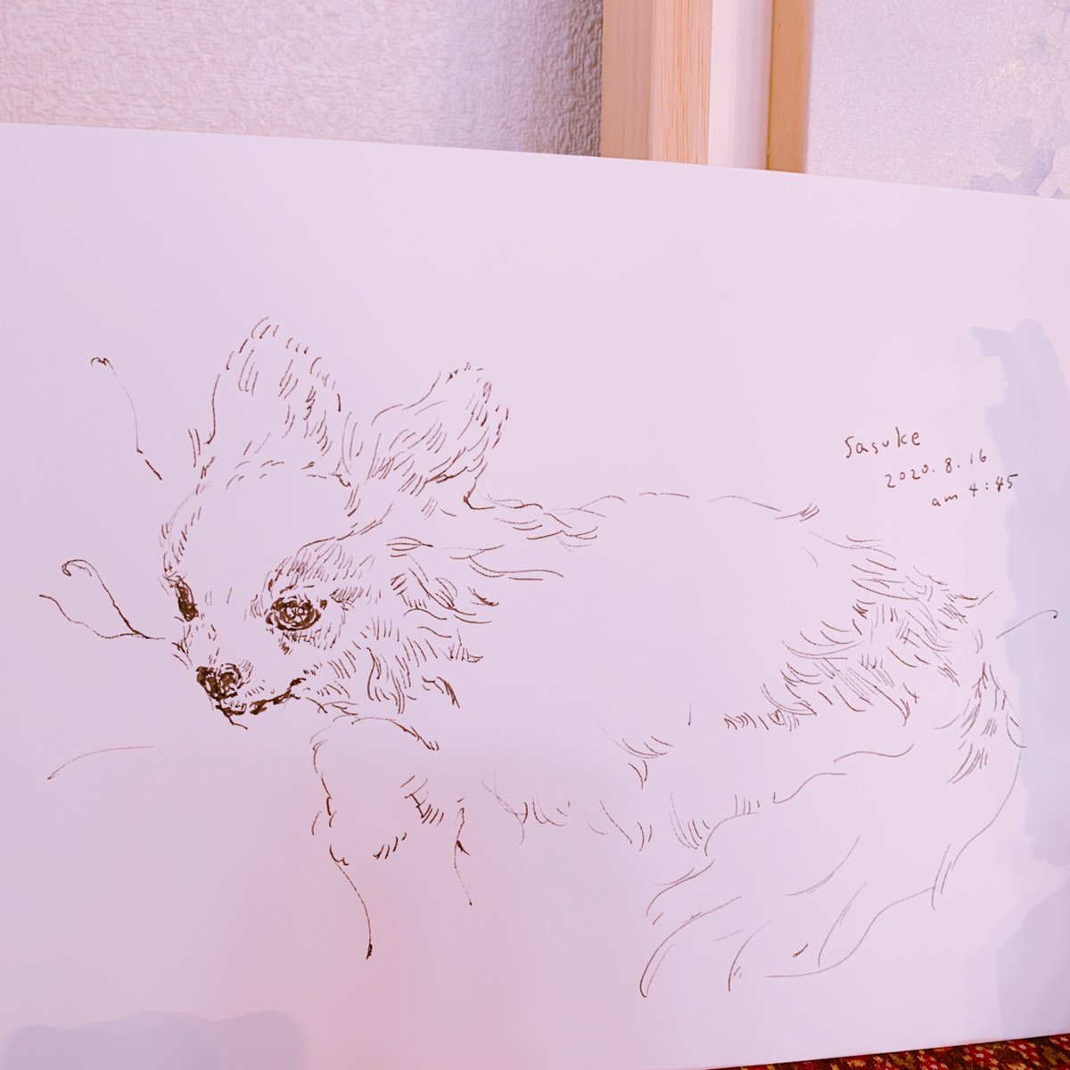 福井伸実 愛犬サスケが天国に旅立ちました 保護犬で栄養失調 トラウマ持ちの噛み犬で でも一緒にいるうちにどんどん表情も毛並みも柔らかくなっていって 天邪鬼で笑顔がたまらなく可愛い 最愛の子 動き出さないのが不思議なほどに安らかで