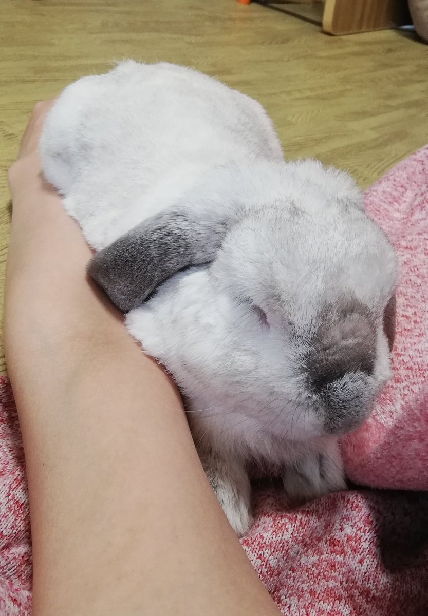 むみすけ 一緒に寝たくて近づいてきたうさぎ うさぎ うさぎのいる暮らし ホーランドロップ むみすけ 一緒に寝たくて近づいてきたうさぎ うさぎ うさぎのいる暮らし ホーランドロップ