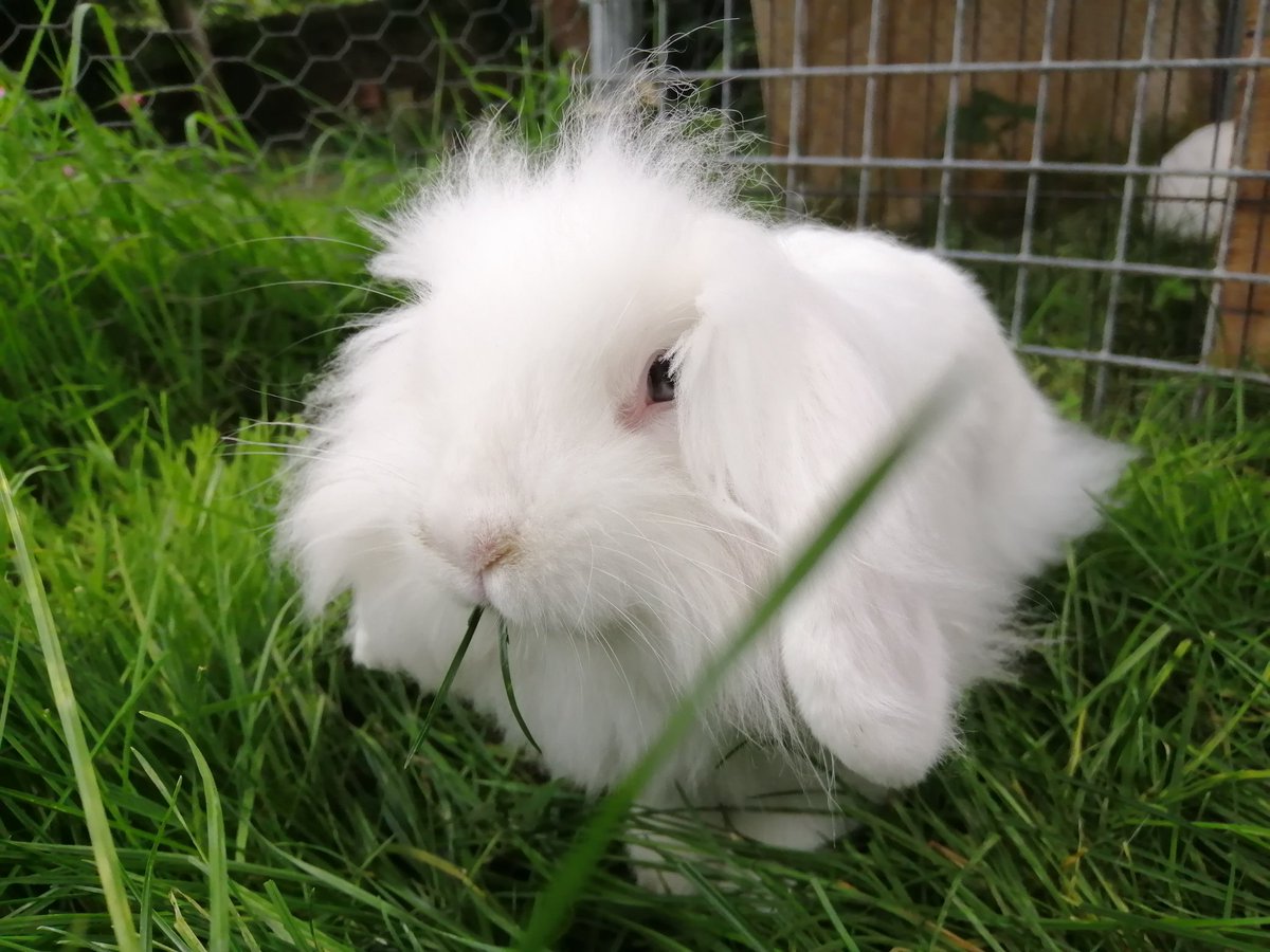 bristolrabbitre's tweet photo. Show us photos of your buns eating grass!
💥85% of a rabbits diet should be grass and/or hay! 💥
#RAWfest2020 https://t.co/w8cLOdvwFV