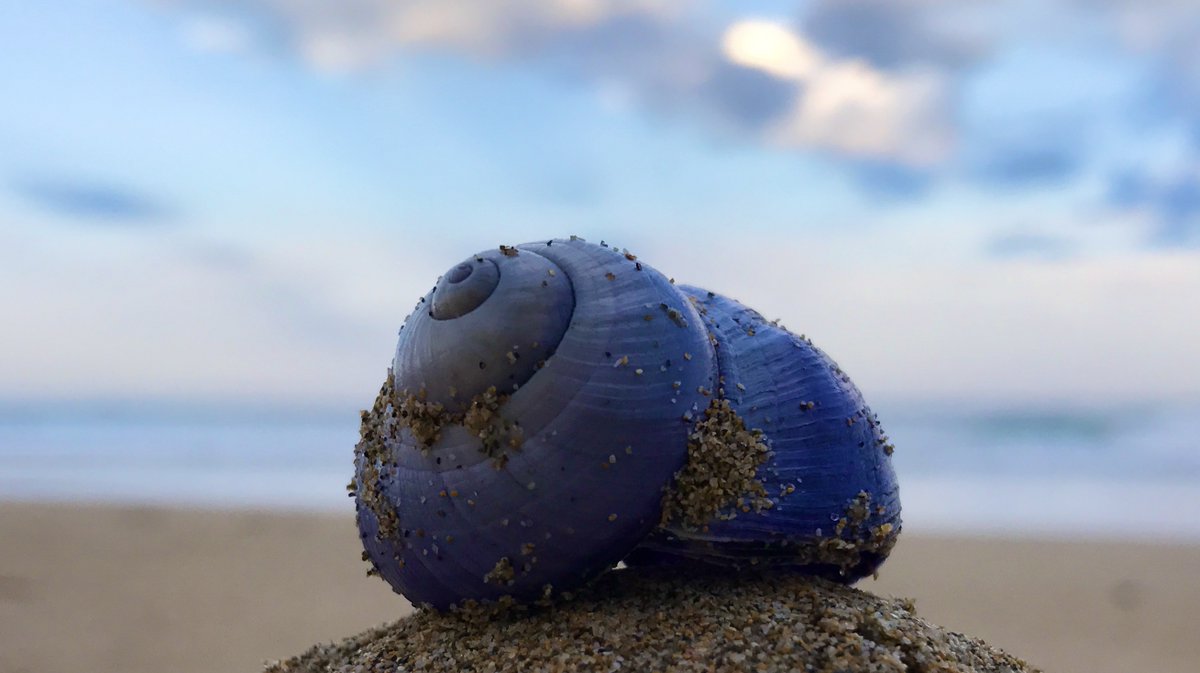 LegoLostAtSea's tweet photo. After washing ashore, by the wind sailors soon dry up and lose their deep blue colour, turning a bleached white. Very occasionally they are accompanied by the beautiful violet sea snails that feed on them. #beachcombing https://t.co/zBQ3vIvWD3
