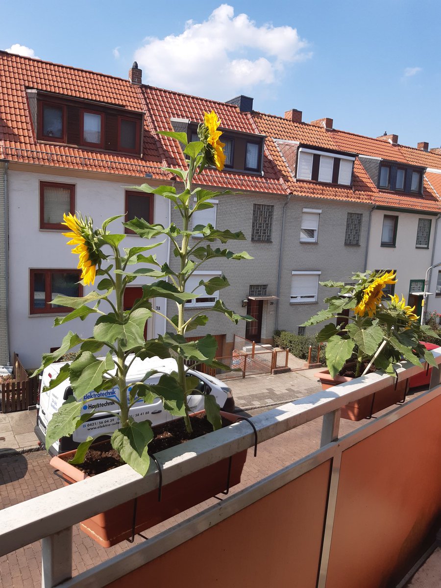 The bag said short 🌻
Auf der Tüte stand kleinwüchsig 🌻