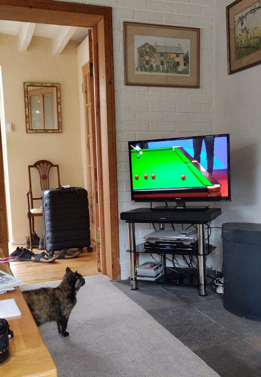 floie's tweet image. Even the local feral cat has come in to watch. #WorldSnookerChampionship
#Snooker #bbcsnooker