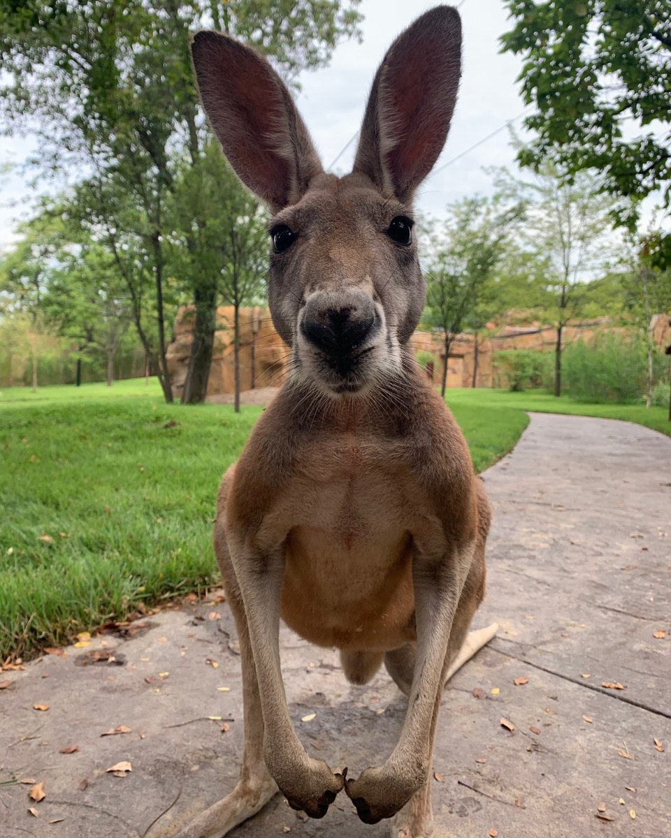 Cincinnati Zoo On Twitter Get Ready For An Adventure Down Under When Roo Valley Opens On August 18