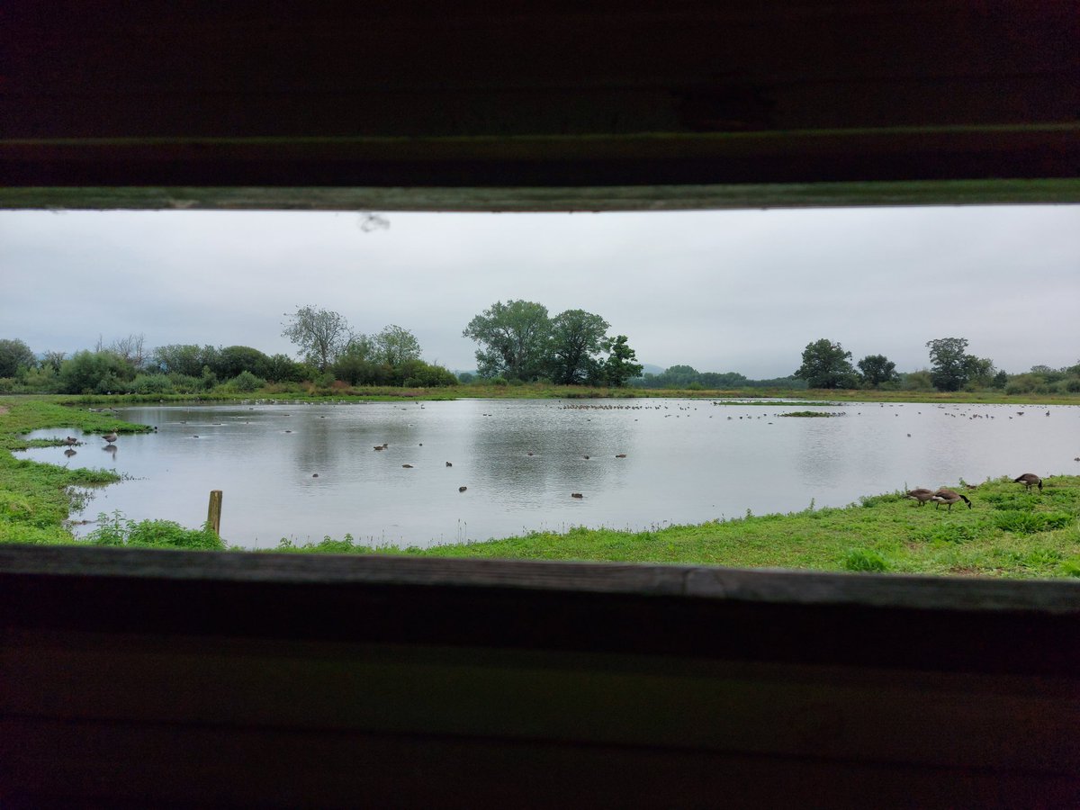 Laura_Burrow_'s tweet photo. Saw my first black-tailed godwit. Not exactly what we planned to do yesterday! https://t.co/MfQs6hkDcn