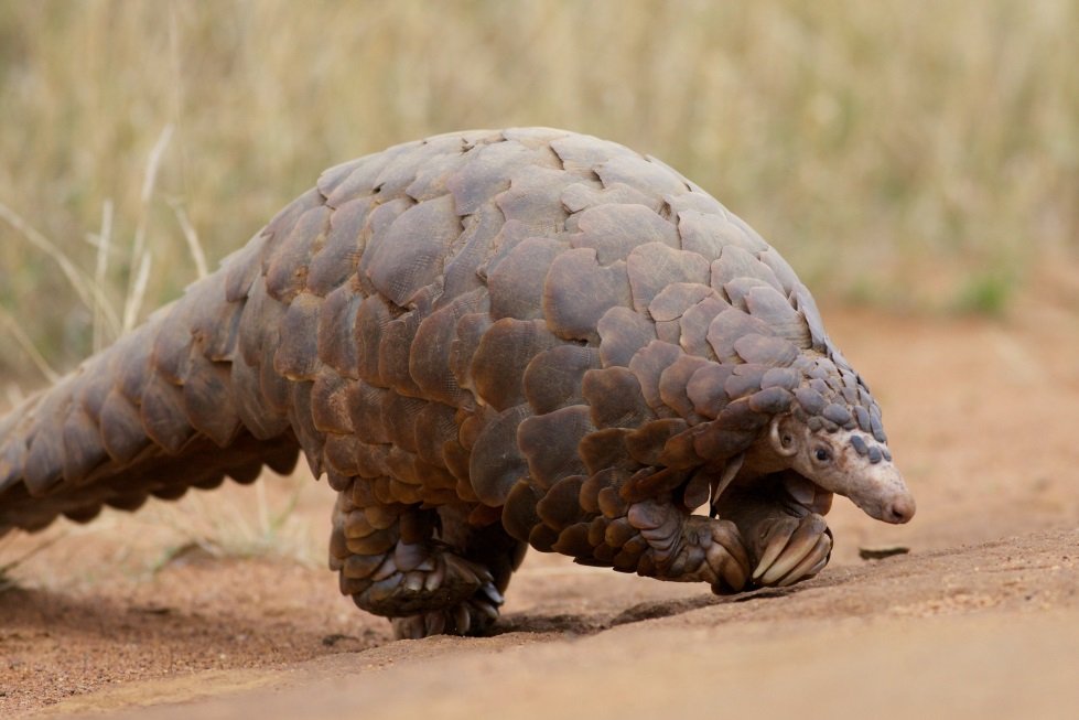 Sandslash is based on the pangolin! These insectivorous mammals are covered head to toe in scales made of keratin, the same material as your hair and nails. Many pangolins live in trees, but ground pangolins dig their burrows in the dirt, hence Sandslash's ground typing.