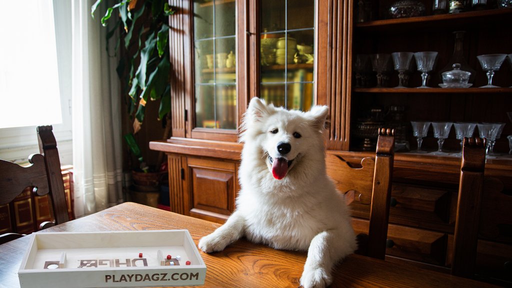 4PlayDagz's tweet photo. "Who is my next opponent?" Have you played DAGZ yet? #boardgames #dogsoftwitter #gamesoftwitter #boardgamesofinstagram #playdagz https://t.co/Sd4vW1grHo