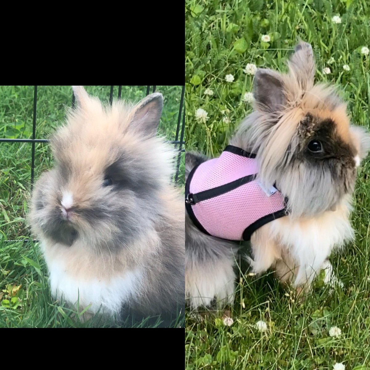 Spoopy Kitt on Twitter: "Awwww she’s grown so much 🥺…