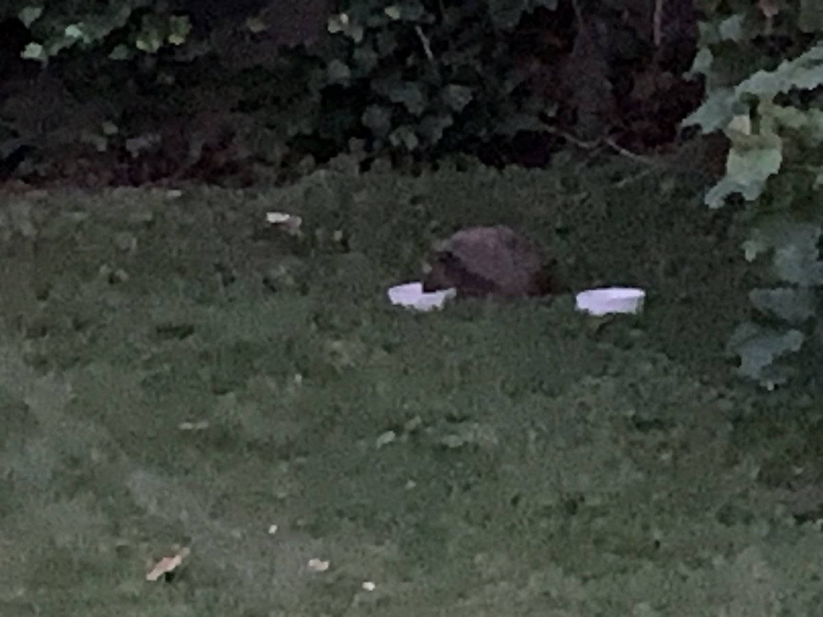 RRegts's tweet image. We moeten goed zijn voor de egeltjes Elke dag kom ie trouw z’n bakkie leegeten😀😀