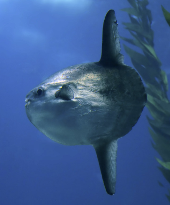 Alomomola is based on the ocean sunfish, AKA "mola mola." These are the largest bony fish (meaning not sharks or rays) in the world! You may have heard some unkind things said about them on the Internet, but don't fall for it. They're actually really cool.