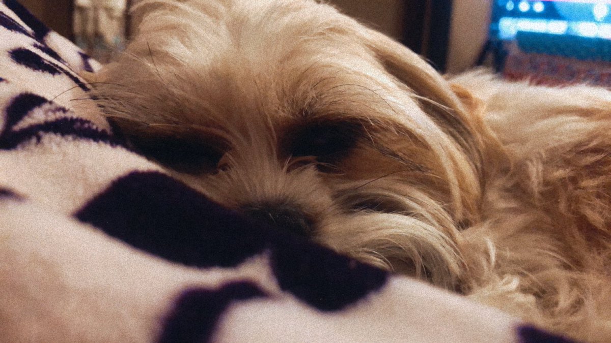 morganab_'s tweet photo. 2 years with the best pup anyone could ask for. 🐶🥺💗 #HappyGotchaDay #PixieStick https://t.co/7N7gmLhhCZ