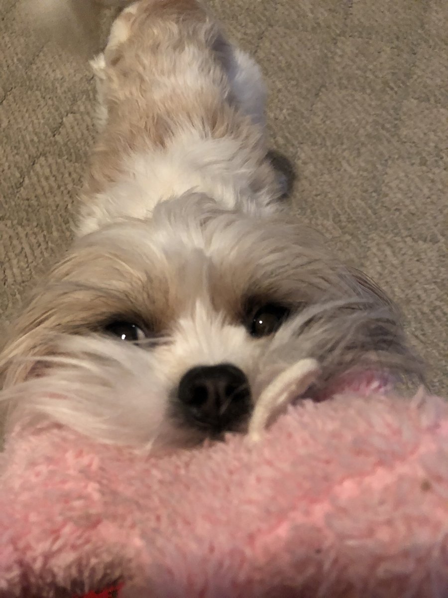 morganab_'s tweet photo. 2 years with the best pup anyone could ask for. 🐶🥺💗 #HappyGotchaDay #PixieStick https://t.co/7N7gmLhhCZ
