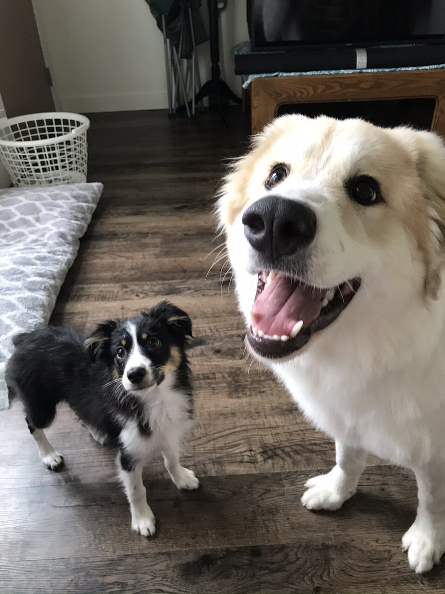 OohhSNAP1's tweet photo. AMAZING service from @Swiffer they replaced my new but broken #wetjet and NEVER tried to send me back to the store. I can’t express to you ALL how much we’ve become very dependent on these products. We are thankful ✌🏼🐶💜👍🏼 #swifferfansforlife #useswifferdaily https://t.co/GVBmBUUN8m