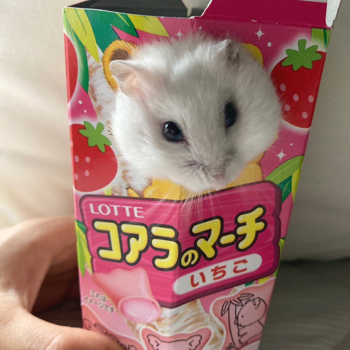 ごんちゃん/ハムスター (@gonchannel_) / Posts / X