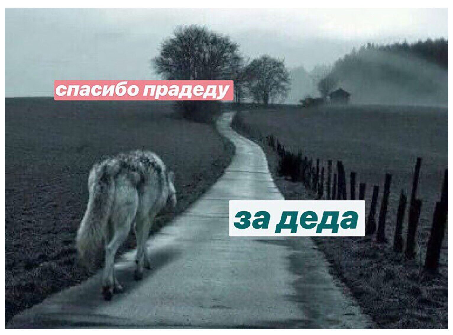Мемы про Волков с Цитатами