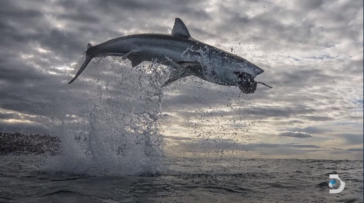 3CatInfo tweet media