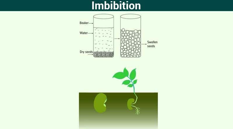 ABSITEQofWeek's tweet photo. #absitequestionoftheweek In the first 24 hours, plasmatic imbibition keeps skin grafts alive. This process, which traces its origins from plant biology, is when normal skin surrounding the graft transfers nutrients via plasma which forms a layer between the two. https://t.co/GUuZDl0AVX