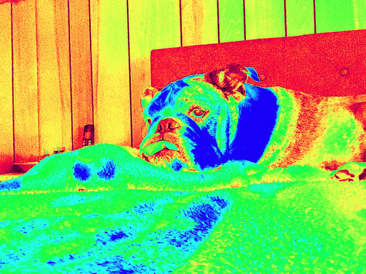 Radioactive dog will save us #radioactiveDog