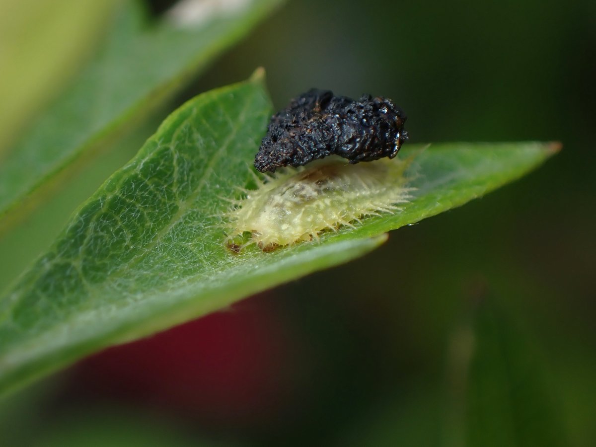 Yupon ヨモギの葉に黒い三角形 虫のフン かな でもなんか形が整い過ぎてないか と撮影してみたら ヒメジンガサハムシの幼虫 ちょんとつつくと お尻にくっつけたフンのかたまりをどっこらしょと持ち上げてくれた Yupon ヨモギの葉に黒い三角形 虫のフン かな でもなんか形が整い過ぎてないか と撮影してみたら ヒメジンガサハムシの幼虫 ちょんとつつくと お尻にくっつけたフンのかたまりをどっこらしょと持ち上げてくれた