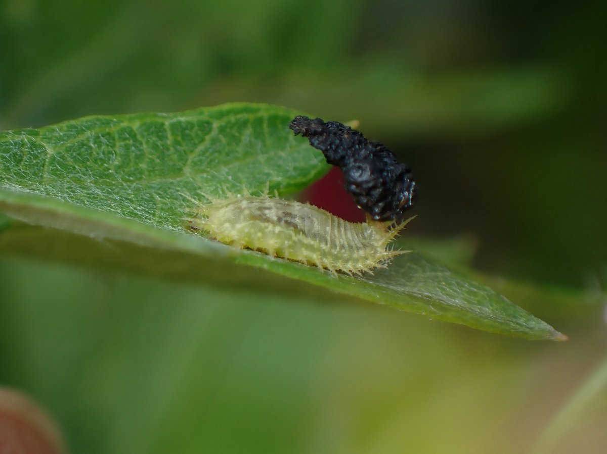 Yupon ヨモギの葉に黒い三角形 虫のフン かな でもなんか形が整い過ぎてないか と撮影してみたら ヒメジンガサハムシの幼虫 ちょんとつつくと お尻にくっつけたフンのかたまりをどっこらしょと持ち上げてくれた Yupon ヨモギの葉に黒い三角形 虫のフン かな でもなんか形が整い過ぎてないか と撮影してみたら ヒメジンガサハムシの幼虫 ちょんとつつくと お尻にくっつけたフンのかたまりをどっこらしょと持ち上げてくれた