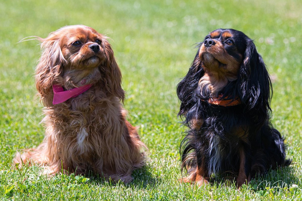 #cavalierkingcharlesspaniels Dizzy Ms. Lizzy &amp; Ringo strike a noble pose. 
#woofjocks #littledogsrule #actscatlikebutreallyadog #athletes