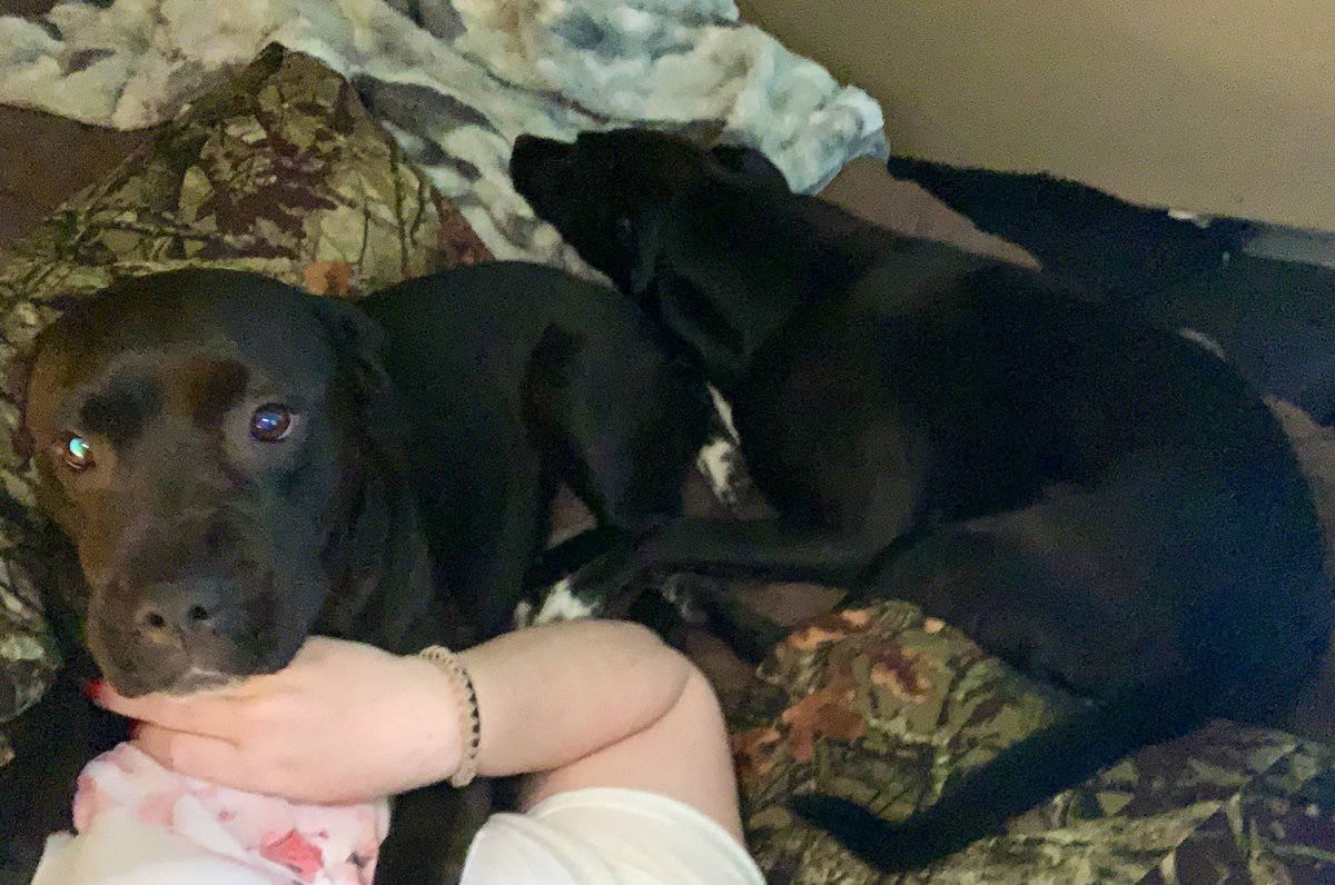 SweetGoodGirl1's tweet photo. Sunday morning snuggles with my demons, they know how to make my heart smile, when my heart feels lost. #Piggums #AudiMay https://t.co/zmE2vhsK2V