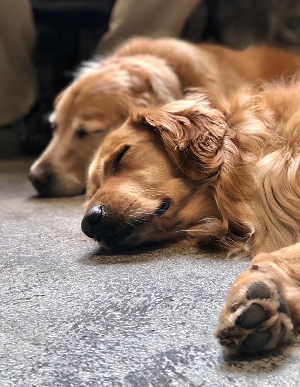 AnimalOutfitter's tweet photo. Wishing you a lazy golden Sunday!  #AO500 #goldensofbuffalo #dogsofbuffalo https://t.co/ebi9yvuSem