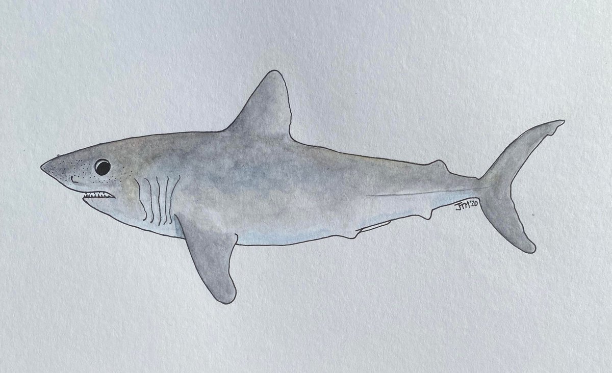 The Fins United Initiative is excited to bring back the 'Underrated Elasmobranch Spotlight' series by #TFUI officer Jess Myers. Learn about the Chondrichthyans not shown on the big screen through her #sciart! Here's a porbeagle #shark: buff.ly/3iBKEP4 #SharkWeek