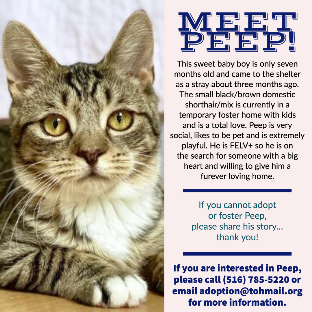 ANTHONYDESPO's tweet photo. Due to some technical difficulties, #FUReverFriendFriday hit a speed bump, so lets make it a #SuperSunday and highlight three of our friends @TOHAnimals that would love to be part of your family.

Blaire, Royal and Peep invite you to call, come visit and make a #FUReverFriend! https://t.co/Jjbc96xocz