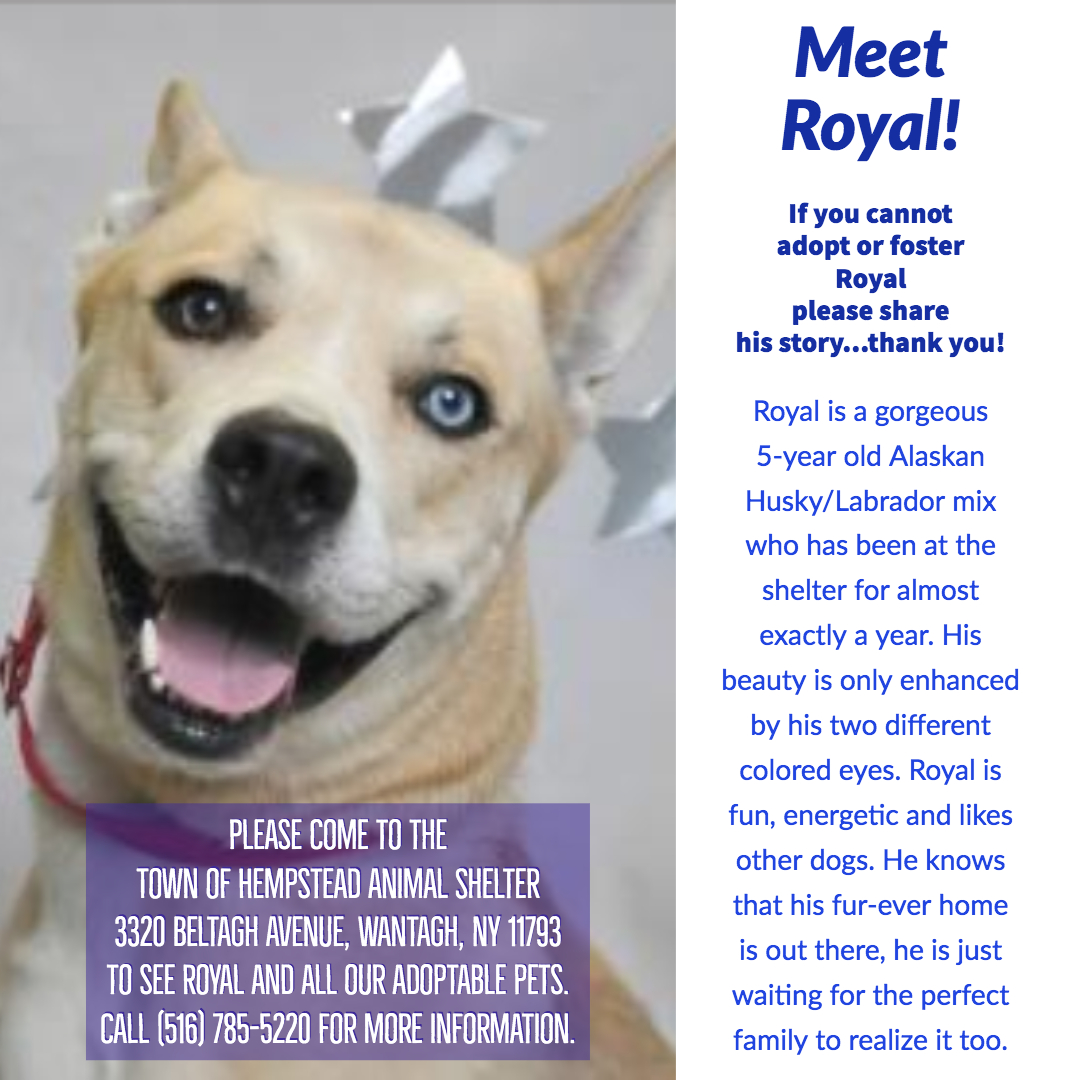 ANTHONYDESPO's tweet photo. Due to some technical difficulties, #FUReverFriendFriday hit a speed bump, so lets make it a #SuperSunday and highlight three of our friends @TOHAnimals that would love to be part of your family.

Blaire, Royal and Peep invite you to call, come visit and make a #FUReverFriend! https://t.co/Jjbc96xocz